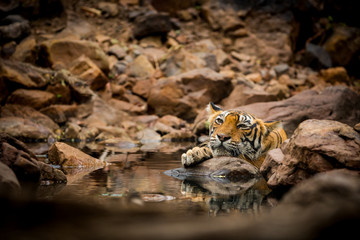 A bengal tiger (panthera tigris) closeup face quenching her thirst and cooling off in natural cold water in hot summers between rocks at Ranthambore National Park, Rajasthan, India	