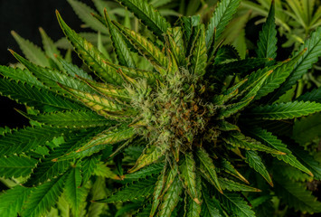 Afghan kush special variety of marijuana flower with aged blooms