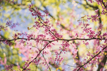 Pink flowering redbud tree in the spring