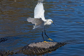 Great Egret Hitching A Ride On An Alligator