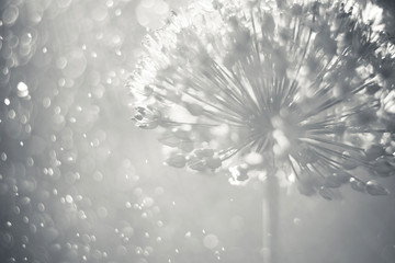 alium flower withBlack and white floral delicate blurred bokeh background. Garden flowers on sunlight, soft focus.