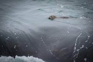 swimming sea lion