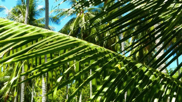 Windblown palm leaves on blue sky background.