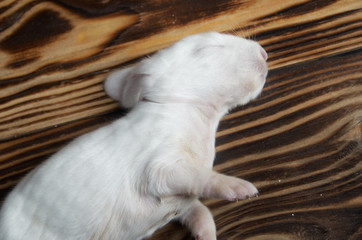 Dead white newborn rabbit