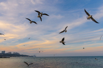 Fototapeta na wymiar Seagul birds on the sea in the summer season