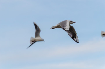 Seagul birds on the sea in the summer season