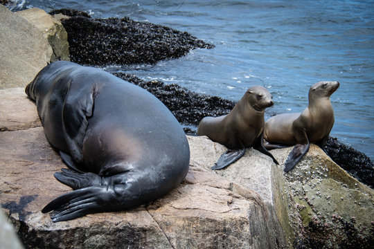 sea lion family on rocks