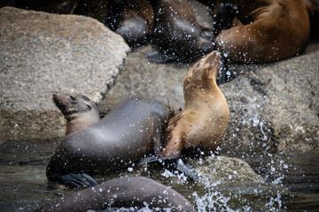 sea lions with a splash
