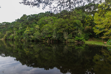 Fototapeta na wymiar Mystical green forest of Brazil, mossy ground.