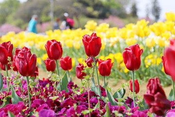 カラフルなチューリップ畑