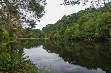 Fototapeta na wymiar Mystical green forest of Brazil, mossy ground.