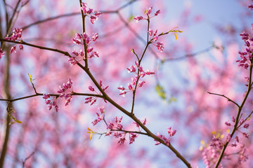 Pink flowering redbud tree in the spring