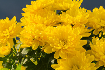 Gelbe Chrysanthemem