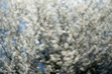Beautiful bokeh created by white flowers of cherry plum blossoming in spring.