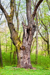 Naklejka premium Big old oak tree in green spring forest