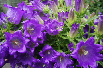 Ringtone or Campanula - purple flowers. Garden flowerbed.