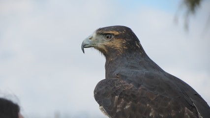Gavião