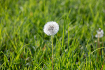 dandelion with flying seeds, natural Background