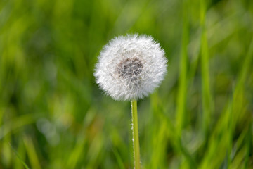 dandelion with flying seeds, natural Background