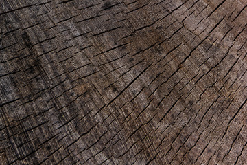 Texture from a natural cut of a tree trunk for a background