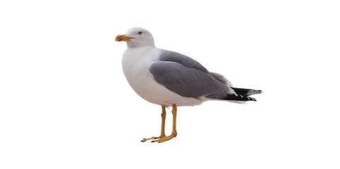 sea gull bird isolated on white background