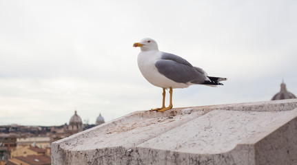 seagull bird on roof of building. Rome, Italy