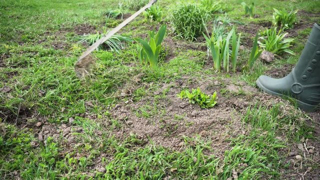 Farmer cleaning lawn from dry grass with a rake in spring garden. Agriculture and farming concept