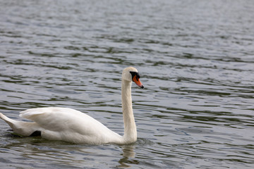 Mute swan (Cygnus olor) swimming in blue water with reflection