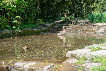 Ente mit Entenk&uuml;ken im Wasser