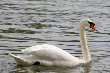 Mute swan (Cygnus olor) swimming in blue water with reflection