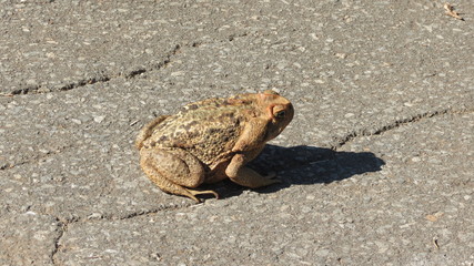 Sapo