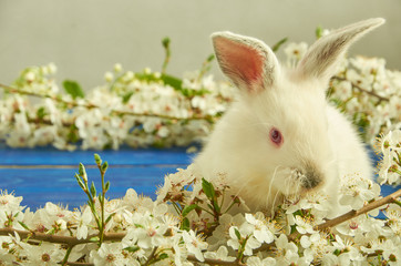 White rabbit on the background of boards and flowers