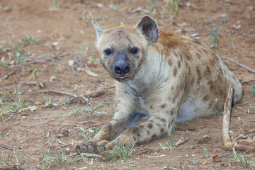 Tüpfelhyäne / Spotted hyaena / Crocuta crocuta