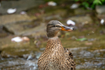 Portrait einer Ente