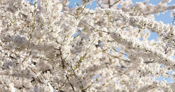 Yoshino Cherry Blossoms In Washington DC At The Tidal Basin Medium Shot Pan