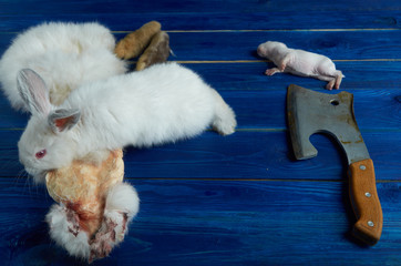 Little white rabbit, a dead newborn rabbit, the pieces of rabbit and the axe on the blue Board