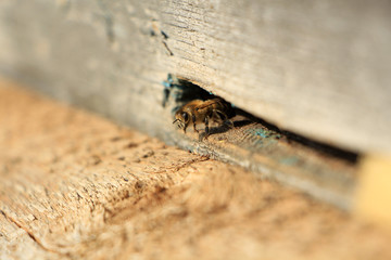 Bee in wooden hive