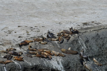 sealions
