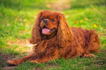 Cavalier King Charles dog breed Ruby lies in the meadow
