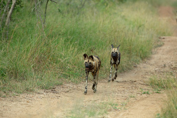 Wild dogs on the prowl
