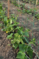 Drip irrigation system when growing vegetables in the open ground