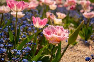 Tulip bed with already slightly withering flowers in light pink
