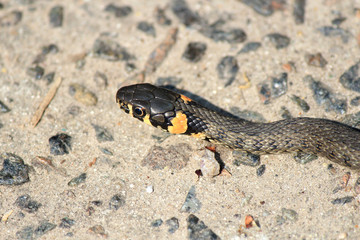grass snake basking in the spring sun