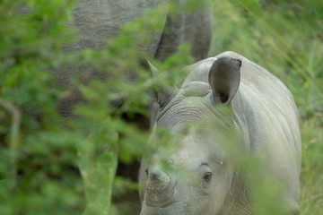 White rhino female and her calf