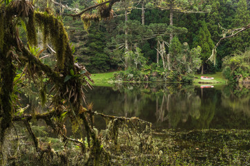 Mystical green forest of Brazil, mossy ground.