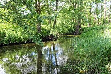 Fototapeta premium by the river