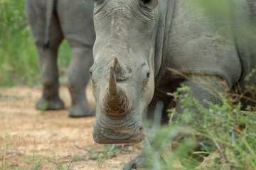 Obraz premium White rhino female and her calf
