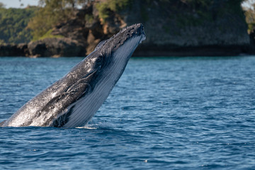 クジラ whale TONGA