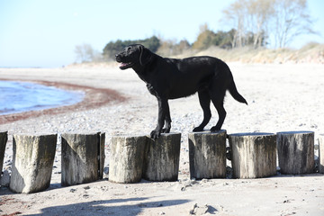 Labrador schwimmt im Meer