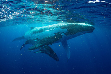 クジラ whale TONGA